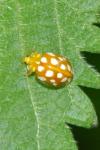 Halyzia sedecimguttata