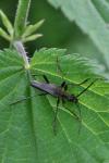 Stenocorus meridianus