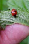 Adalia bipunctata