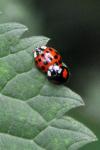 Harmonia axyridis
