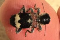 Clerus mutillarius
