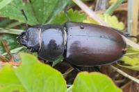 Lucanus cervus