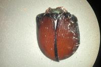 Anoplotrupes stercorosus