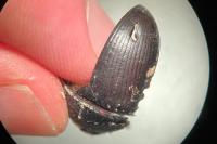 Anoplotrupes stercorosus