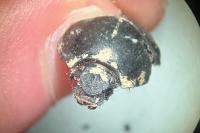 Anoplotrupes stercorosus