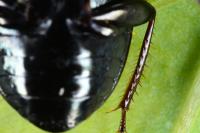 Amara similata