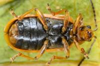 Galerucella nymphaeae
