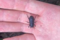 Dorcus parallelipipedus