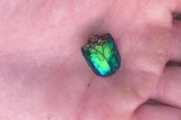 Cetonischema speciosissima