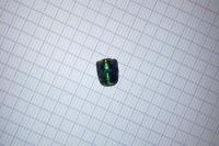 Cetonischema speciosissima