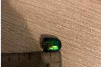 Cetonischema speciosissima