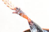 Harpalus distinguendus