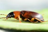 Stenolophus skrimshiranus