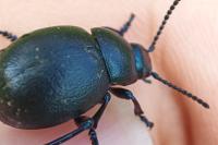 Timarcha goettingensis