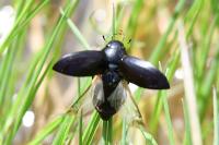 Hydrochara caraboides