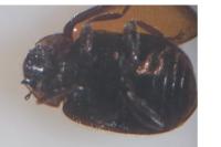 Scymnus subvillosus