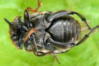 Bruchus pisorum