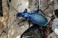 Carabus intricatus