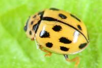 Propylea quatuordecimpunctata