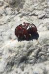 Chrysolina bankii
