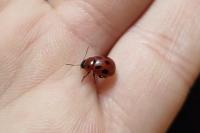 Gonioctena fornicata