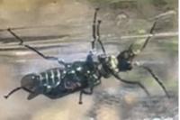 Malachius bipustulatus