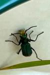 Malachius bipustulatus