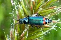 Malachius bipustulatus