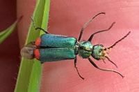 Malachius bipustulatus