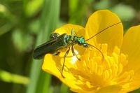 Oedemera nobilis