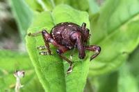 Hylobius transversovittatus