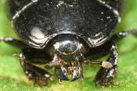 Margarinotus brunneus