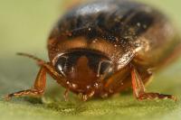 Hygrotus impressopunctatus