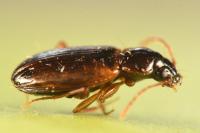 Trechus quadristriatus