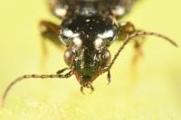 Bembidion lunulatum