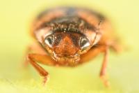 Hydroporus palustris