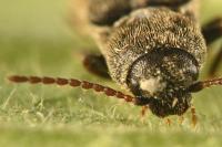 Agriotes gallicus