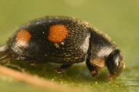 Platynaspis luteorubra