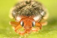 Scymnus haemorrhoidalis