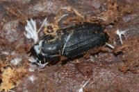 Spondylis buprestoides