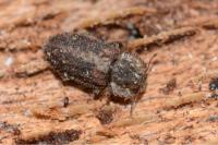 Endophloeus markovichianus