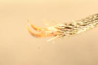 Dicronychus cinereus