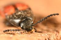 Ampedus sanguinolentus