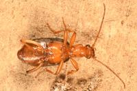 Brachinus psophia