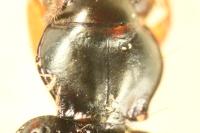 Bembidion assimile