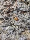 Harmonia axyridis