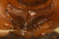 Rhyzobius chrysomeloides