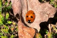 Coccinella septempunctata
