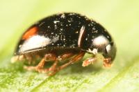Olibrus bisignatus