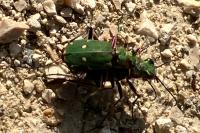 Cicindela campestris